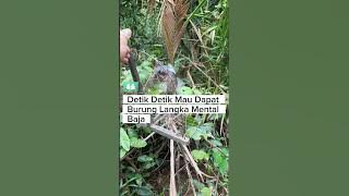 Pikat burung Kacer #burung #kicauburunglovebird #kicaumania #burunglovebirds #burungkicau #lovebirdk