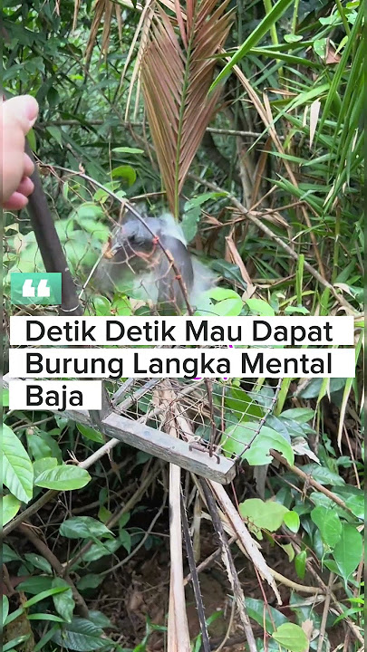 Pikat burung Kacer #burung #kicauburunglovebird #kicaumania #burunglovebirds #burungkicau #lovebirdk