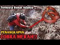 PENANGKAPAN COBRA MERAH!? ULAR BERBISA DAN BERACUN! TERNYATA BENAR KATA WARGA!