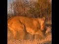 Desperate Lion Gets STUCK After Crazy Digging Adventure!