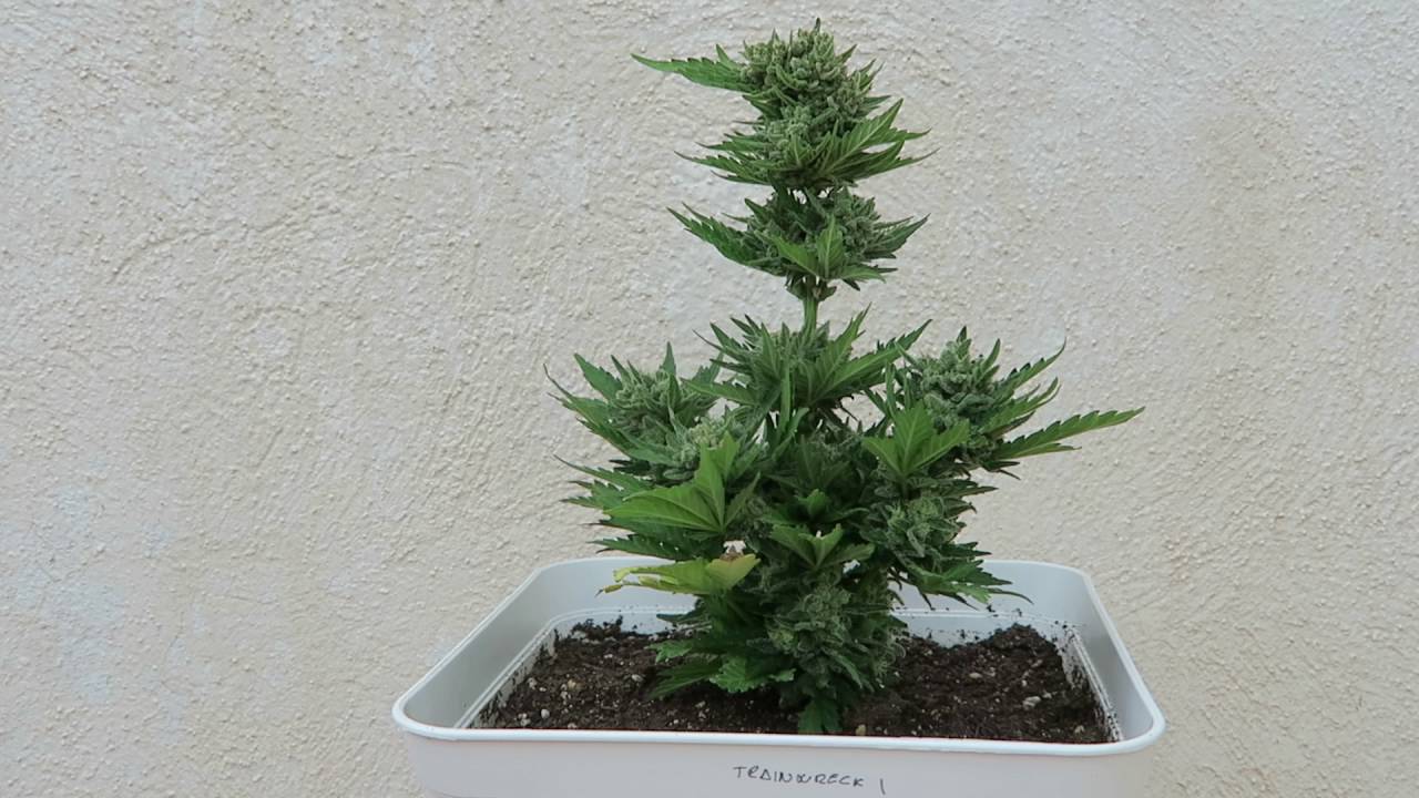 TRAINWRECK AUTO DE SWEET SEEDS EN MACETA 18 LITROS EXTERIOR