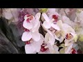 обзор орхидей в Кастораме и Планете Лета/Краснодар/