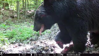 June 2022 Trail Cam Videos