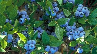 Supporting Local Farms: Louisiana Blueberry Picking!