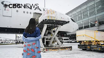 Dozens of repatriated Indigenous cultural objects arrive in Canada