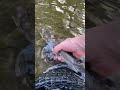 Love Hate relationship with these guys #sucker #fishing