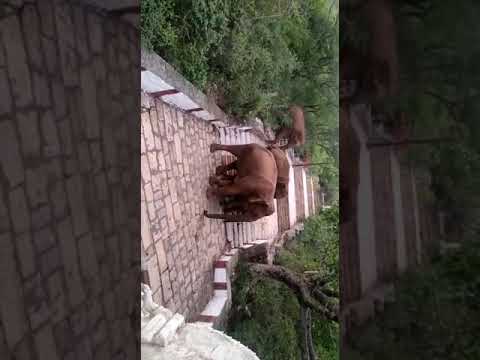 Seeing  elephants in maruthamalai temple 😱🐘🐘
