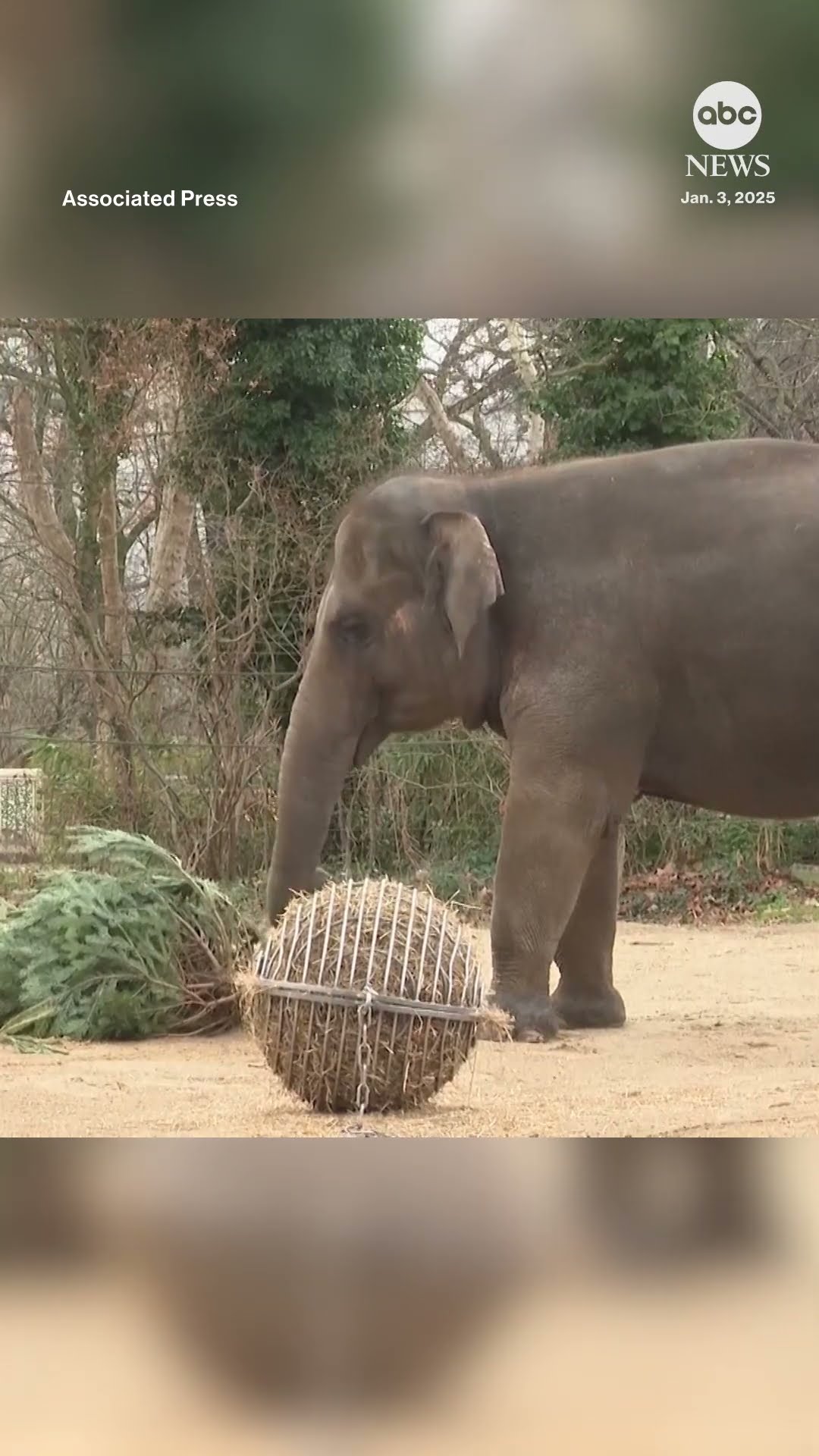 Zoo elephants and giraffes dine on Christmas trees