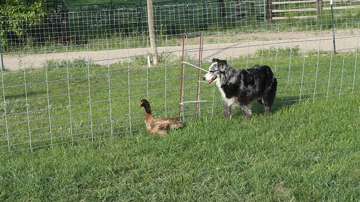 Skye being Patient being with duck
