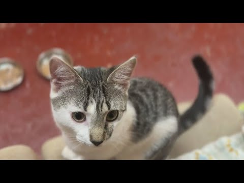 Stone Mountain pet pantry struggles to keep up with growing food demand