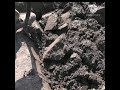 Which fruit grows inside ground? #shorts #youtubeshorts #shortsfeed