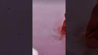 #Advanced Technique for Grapes to convert into Kishmish#shorts