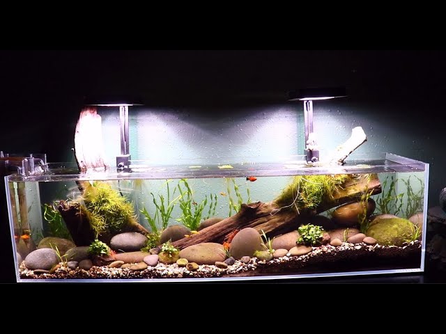 Aquascaping A 3 Gallon Long Bookshelf Aquarium With Carpet Seeds