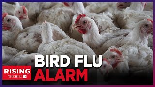 Bird FLU Alert! Don&#39;t Eat Raw Milk Or Eggs, FDA Finds Traces Of Virus in Milk: Dr Says Be Cautious