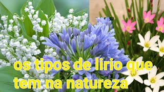 os tipos de lirio que tem