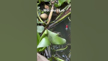 Mồi câu cá rô đồng #thápmườiquêtôi #fishing #câucárôđồng #caucaro
