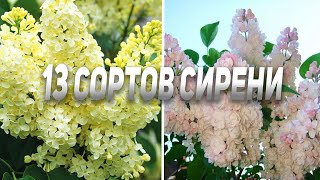 13 КРАСИВЫХ СОРТОВ СИРЕНИ