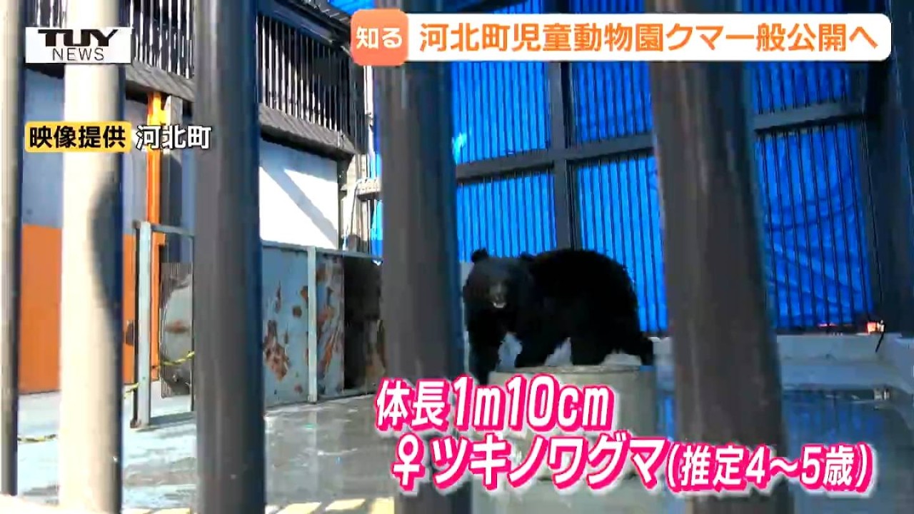 動物園にクマ!? 目的は「生態を知ってもらうこと」 児童動物園で始まるツキノワグマの一般公開 実際に近くで見てみると…(山形・河北町)