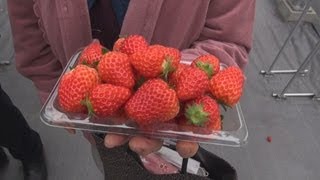 イチゴ農園で初収穫 宮城、震災後に整備