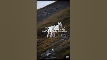 تلاوة هادئة تريح الاعصاب ♥️ 🎧#قرآن #المصحف #سورة_نوح #تلاوة_خاشعة #quran #راحة_نفسية #محمد الفقيه