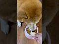 よしださおり 柴犬タロウ #柴犬 #しばいぬ #しばわんこ #shibainu