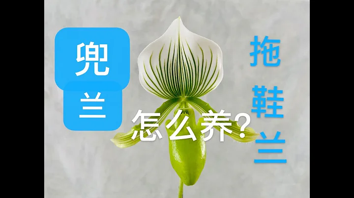 【20066】兜蘭，拖鞋蘭怎麼栽培養護呢？Paphiopedilum Maudiae //靜姐說花272 - 天天要聞