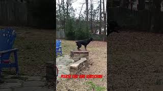 Rottweiler With Okay Obedience #dogs #animals
