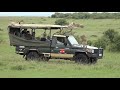 Cheetah jumps into a Safari Vehicle   Masai Mara   Kenya