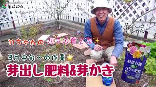 竹ちゃんのバラの育て方　芽出し肥料＆芽かき