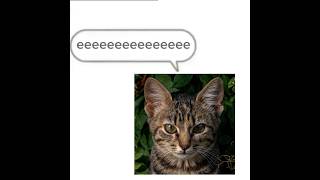 Never Deyyyyyyy Ahhhhhhhhhhh