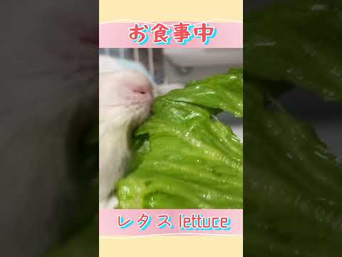 【ASMR】爽快！モルモットのもるちゃんの咀嚼音 〜レタス編その６〜Guinea Pig Eating Sounds #ショート #shorts #モルモット #asmr #guineapig