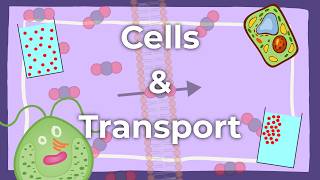 Cells & Transport | AP Biology Final Project 2026