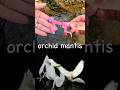 Learn Bug Insect Names for Kids at the Brook: Snail Orchid Mantis Weevil Slug Bee