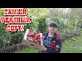 Едем в диагностический центр. Снимаю урожай. Удачные сорта. Жизнь семьи в деревне.