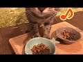 シーバたべるよ！味は自分で選んで食べるよ！【咀嚼音】