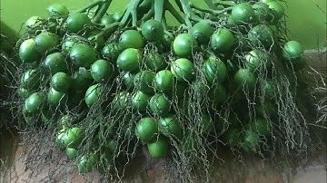 Cây cau tứ quý liên phòng trái dài xuất khẩu trồng lấy trái ăn trầu đám cưới chuẩn giống F1