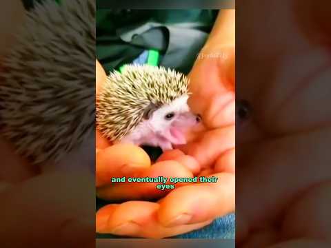 A hedgehog gave