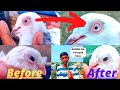 Kabootar ki aankh ka ilaj  pigeon eye infection and treatment 100 