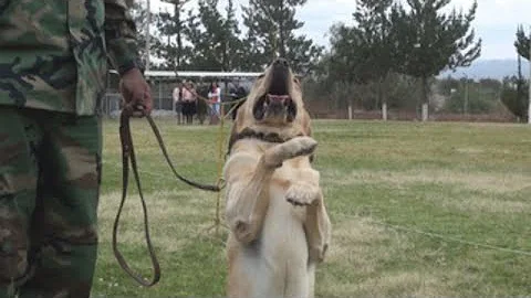 Thus rests the memory of Bolivia's drug-sniffing dogs.