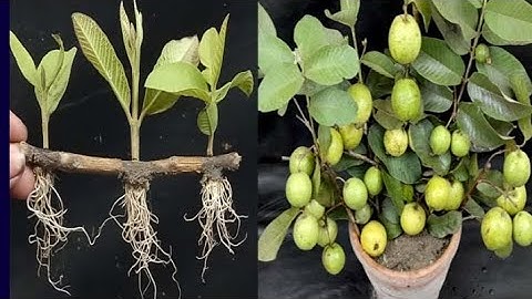 How to grow guava tree from cutting using onion |natural rooting hormone #growplant #zkgreen