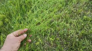 Information Locating and harvesting wild asparagus News