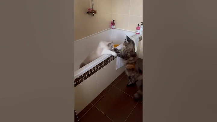 Watch the video about 🤩😂FUNNY CATS 😂🤩 #funnycats #cats #mainecoon #ragdoll #catshorts #happycats #playcats