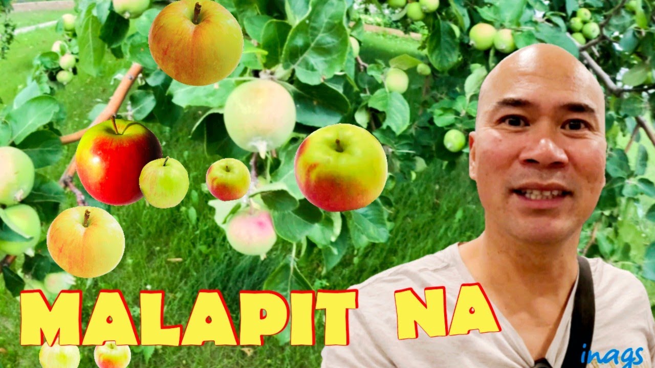 Lumalaki na ang mga apples ng kapitbahay / Edmonton, Alberta Canada