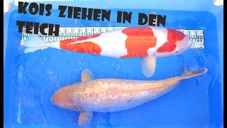 Koi Wachstum in der Innenhälterung