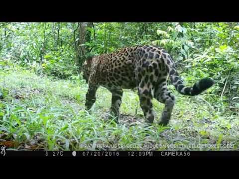 Video: Tips For Jaguar-spotting I Belize - Matador Network