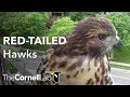 Cornell Red-tailed Hawks Live Cam - #CornellHawks | Cornell Lab