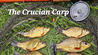 Underwater Perspective  - The Crucian Carp