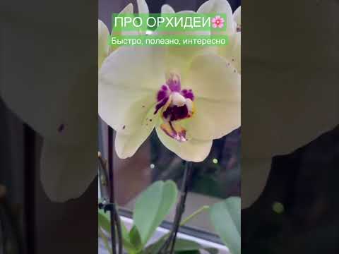 37. Не срезайте цветонос у орхидеи фаленопсис #УходЗаОрхидеями #ЦветоносОрхидеи