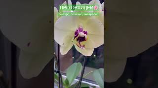 37. Не срезайте цветонос у орхидеи фаленопсис #УходЗаОрхидеями #ЦветоносОрхидеи