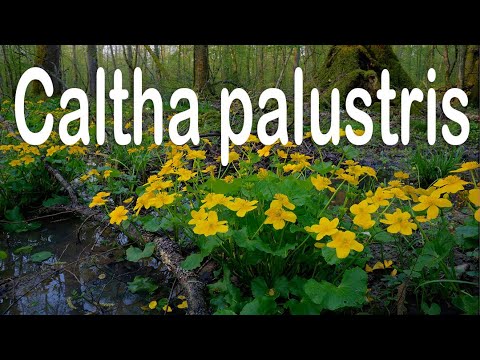 ቪዲዮ: Marsh Marigold - የሚያምር ፕሪም